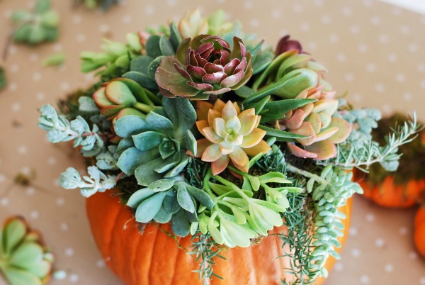 Use many different colors and varieties of succulents for an arresting display