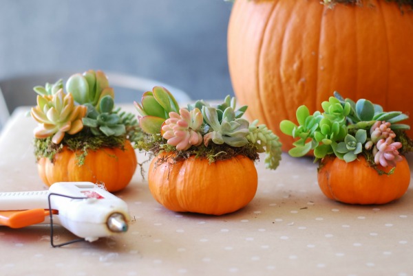 The mini pumpkin succulents make great gifts